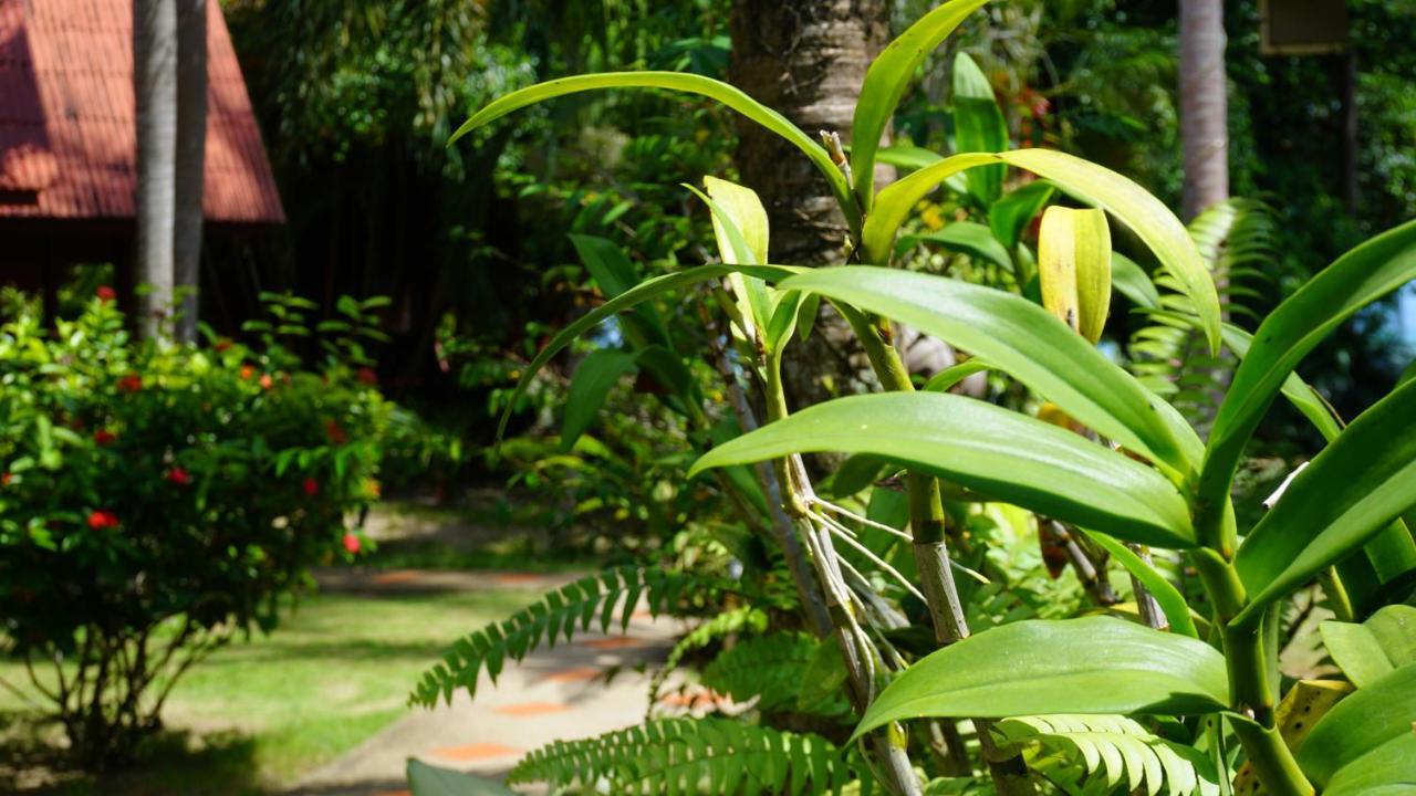 Morning Star Resort Baan Tai Eksteriør billede